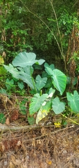 Colocasia
