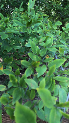Ulmus alata