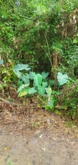 Colocasia