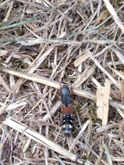 Platydracus stercorarius