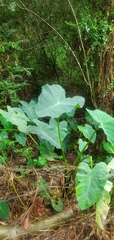 Colocasia