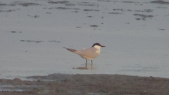 Gelochelidon nilotica
