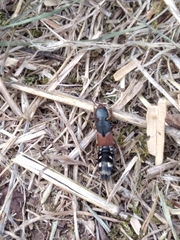 Platydracus stercorarius