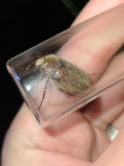 Phyllophaga