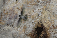 Aerodramus vanikorensis