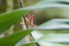 Stenocatantops angustifrons