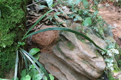 Polypodiaceae