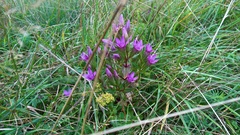 Gentianella germanica