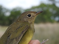 Oporornis agilis