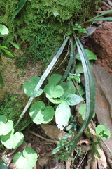 Polypodiaceae