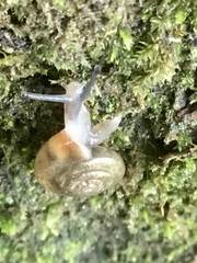Zonitoides arboreus