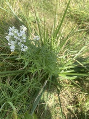 Pycnanthemum verticillatum