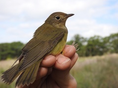 Oporornis agilis