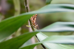 Stenocatantops angustifrons
