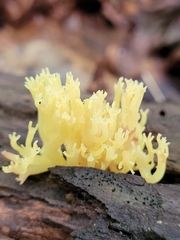 Artomyces pyxidatus