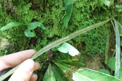 Polypodiaceae