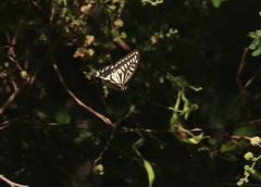 Papilio xuthus