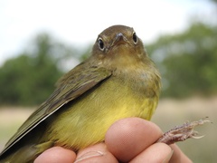 Oporornis agilis