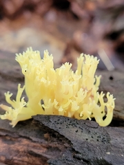 Artomyces pyxidatus