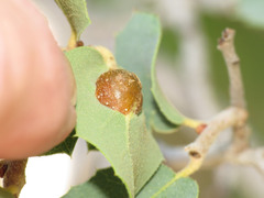 Andricus reticulatus