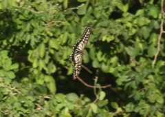 Papilio xuthus