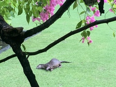 Lutrogale perspicillata