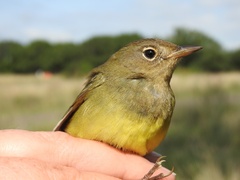 Oporornis agilis