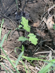Quercus buckleyi