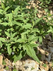 Teucrium canadense