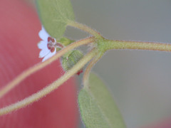 Euphorbia melanadenia