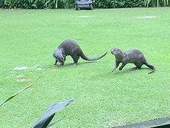 Lutrogale perspicillata