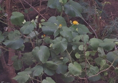 Abutilon grandifolium