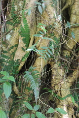 Blechnum
