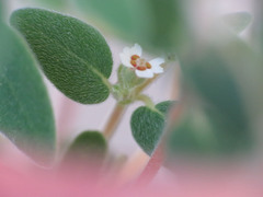 Euphorbia melanadenia