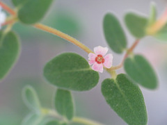 Euphorbia melanadenia