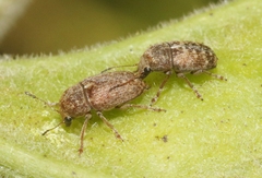 Araecerus levipennis