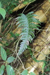 Blechnum