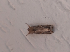 Spodoptera frugiperda