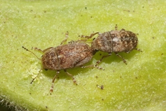 Araecerus levipennis