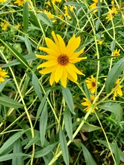 Helianthus pauciflorus