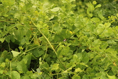 Adelpha iphicleola iphicleola