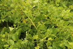 Adelpha iphicleola iphicleola