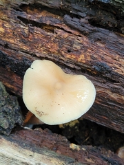 Clitocybe fragrans