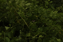 Adelpha iphicleola iphicleola