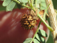 Tanaostigmodes howardii