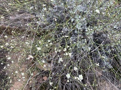 Eriogonum tenellum