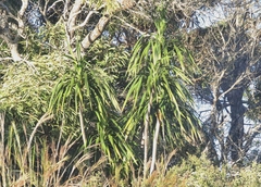 Pleomele aurea