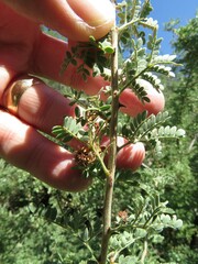 Tanaostigmodes howardii