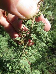 Tanaostigmodes howardii