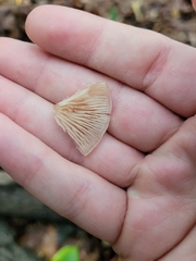 Clitocybe fragrans